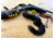 Allen Neoprene Stretch Buttstock Shotgun Shell Holder, Mossy Oak Break-Up Infinity Camo, 20143