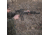 Cloud Defensive Rein 2.0 Rail-Mounted Environmental Illuminator, Full Size, Black, REIN 2.0-CK-BLK