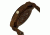 Earth Bighorn Watch, Red Wooden Case ETHEW3503