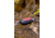 Garmin InReach Messenger Plus Communicator, Red/Black, 010-02887-00