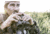 SightMark Solitude 10x42LRF Binoculars, Black, SM22006
