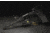 Streamlight TLR-2G LED Rail-Mounted Tactical Light, CR123A, Green/White, 300 Lumens, Black, 69250
