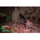 Wicked Hunting Lights W403iC Deluxe Night Hunting Light Kit, Green/Red/White, W2015
